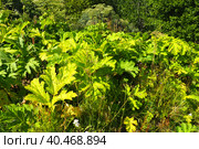 Hogweed, Cow Parsnip, Heracleum sphodylium. One of our favourite wild foods with three edible crops but because of the phototoxicity of Giant Hogweed, Heracleum mantegazzianum, you can be wary of it. Стоковое фото, фотограф Юлия Петровская / Фотобанк Лори