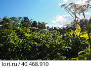 Hogweed, Cow Parsnip, Heracleum sphodylium. One of our favourite wild foods with three edible crops but because of the phototoxicity of Giant Hogweed, Heracleum mantegazzianum, you can be wary of it. Стоковое фото, фотограф Юлия Петровская / Фотобанк Лори