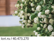 Decorative viburnum Buldenezh or Snow globe (Latin Viburnum opulus var sterile) on the background of the palace of Tsar Alexei Mikhailovich in Kolomenskoye. Russia, Moscow, May 2023. Стоковое фото, фотограф Photojuli / Фотобанк Лори