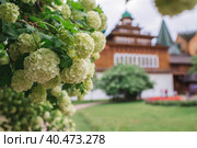 Decorative viburnum Buldenezh or Snow globe (Latin Viburnum opulus var sterile) on the background of the palace of Tsar Alexei Mikhailovich in Kolomenskoye. Russia, Moscow, May 2023. Стоковое фото, фотограф Photojuli / Фотобанк Лори
