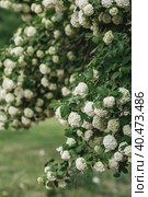 Decorative viburnum Buldenezh or Snow globe (Latin Viburnum opulus var sterile). Стоковое фото, фотограф Photojuli / Фотобанк Лори