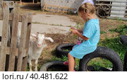 На улице в прекрасный теплый день девочка кормит козу. Outside on a beautiful warm day, a girl feeds a goat. Стоковое видео, видеограф Мария / Фотобанк Лори