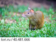 Центральноамериканский агути (Dasyprocta punctata), гуляющий по траве, Мексика, полуостров Юкатан. Стоковое фото, фотограф Андрей Канышев / Фотобанк Лори