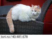 Белая кошка породы турецкий Ван сидит крупным планом на улице. Стоковое фото, фотограф Андрей Канышев / Фотобанк Лори