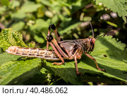 Young wingless Egyptian locust. Стоковое фото, фотограф Iva Noel / Фотобанк Лори
