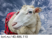 Beautiful sheep in a Scottish skirt closeup. Стоковое фото, фотограф Iva Noel / Фотобанк Лори