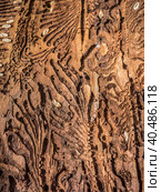 Traces of a pest on a tree bark closeup. Damaged wood by bark beetle. Стоковое фото, фотограф Iva Noel / Фотобанк Лори