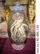 Ginseng healing tincture closeup. Стоковое фото, фотограф Iva Noel / Фотобанк Лори