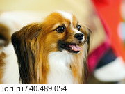 A cute little Papillon dog portrait. Стоковое фото, фотограф Анна Кривицкая / Фотобанк Лори