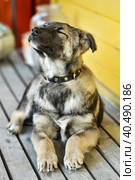 Mestizo puppy in a collar. Стоковое фото, фотограф Анна Кривицкая / Фотобанк Лори