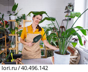 Repotting home plant strelitzia nicolai into new pot big basket, roots came out of pot through the bottom. Woman in an apron caring for a potted plant, strelitzia reginae. Стоковое фото, фотограф Ольга Симонова / Фотобанк Лори