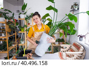 Repotting home plant strelitzia nicolai into new pot big basket, roots came out of pot through the bottom. Woman in an apron caring for a potted plant, strelitzia reginae. Стоковое фото, фотограф Ольга Симонова / Фотобанк Лори