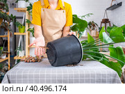 Repotting home plant strelitzia nicolai into new pot big basket, roots came out of pot through the bottom. Woman in an apron caring for a potted plant, strelitzia reginae. Стоковое фото, фотограф Ольга Симонова / Фотобанк Лори