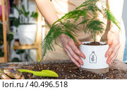 Replanting a home plant asparagus into a pot on a table with soil for transplanting. Caring for a potted plant, home plant growing. Стоковое фото, фотограф Ольга Симонова / Фотобанк Лори