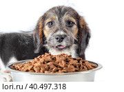 Shaggy puppy mongrel with a bowl of dry food. Стоковое фото, фотограф Артем Курутин / Фотобанк Лори