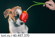 Piebald puppy with a tulip flower at dark background. Стоковое фото, фотограф Артем Курутин / Фотобанк Лори
