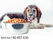 Shaggy puppy mongrel eats from a bowl of dry food. Стоковое фото, фотограф Артем Курутин / Фотобанк Лори