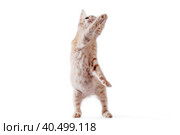 bright red kitten standing and looking right on a white background. Стоковое фото, фотограф Артем Курутин / Фотобанк Лори