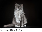 gray and white shaggy cat on a black background. Стоковое фото, фотограф Артем Курутин / Фотобанк Лори