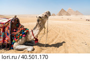 camel head against the background of the Cheops pyramid in Giza Egypt (2021 год). Стоковое фото, фотограф Артем Курутин / Фотобанк Лори