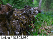 Бревно с зеленью и мохом (2022 год). Редакционное фото, фотограф Александр Буряк / Фотобанк Лори