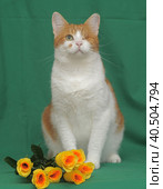 One-eyed red-haired with a white cat with yellow roses. Стоковое фото, фотограф Анна Кривицкая / Фотобанк Лори
