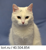 White albino cat. Стоковое фото, фотограф Анна Кривицкая / Фотобанк Лори