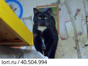 Black with white chest cat with white mustache. Стоковое фото, фотограф Анна Кривицкая / Фотобанк Лори