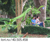 Ahaetulla prasinus. Snake Green Whip. Several individuals on the branch. Zoo in Vietnam. (2015 год). Стоковое фото, фотограф Ирина Кононова / Фотобанк Лори