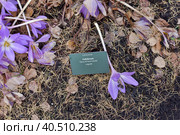 Colchicum Water Lily (Colchicum speciosum. Стоковое фото, фотограф Анна Кривицкая / Фотобанк Лори