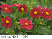 Cosmos Bipinnatus; Cosmos Sulphureus. Стоковое фото, фотограф Анна Кривицкая / Фотобанк Лори