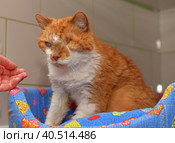 Ginger cat with an eyesore at an animal shelter. Стоковое фото, фотограф Анна Кривицкая / Фотобанк Лори