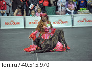 Russia, Saint-Petersburg, 15,05,2014, International Dog Show of all breeds (CACIB-FCI, Chemp.RKF) WHITE NIGHTS. Редакционное фото, фотограф Анна Кривицкая / Фотобанк Лори