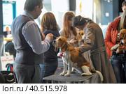 Russia, Saint-Petersburg, 15,05,2014, International Dog Show of all breeds (CACIB-FCI, Chemp.RKF) WHITE NIGHTS. Редакционное фото, фотограф Анна Кривицкая / Фотобанк Лори