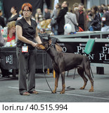 Russia, Saint-Petersburg, 15,05,2014, International Dog Show of all breeds (CACIB-FCI, Chemp.RKF) WHITE NIGHTS. Редакционное фото, фотограф Анна Кривицкая / Фотобанк Лори