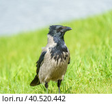 Серая ворона, Corvus corone cornix, стоит в траве у воды. Ворона в зелёной траве. Стоковое фото, фотограф Руслан Лесков / Фотобанк Лори