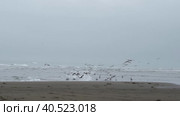 Стая чаек на берегу моря. Стоковое видео, видеограф Эльвира  Трощенкова / Фотобанк Лори