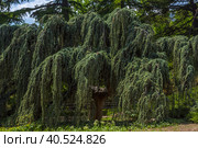 Cedrus atlantica Glauca Pendula in summer park. Стоковое фото, фотограф Анна Кривицкая / Фотобанк Лори