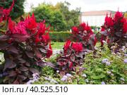 Celosia plant, cellosia is a genus of the Amaranth family or Marev family. Cockscomb, traditionally grown in the red purple variety. The cockscomb flower as addition to the flower bed. Banja Koviljaca. Стоковое фото, фотограф Юлия Петровская / Фотобанк Лори