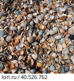 Shells from gastropods of bivalve molluscs living in the Azov and Black seas, Golubitskaya. Beige, black, white seashells on the shore. Cerastoderma lamarcki, Hypanis colorata, Anadara inaequivalvis. Стоковое фото, фотограф Юлия Петровская / Фотобанк Лори