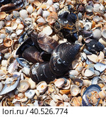 Shells from gastropods of bivalve molluscs. The Azov and Black seas, Golubitskaya. Seashells on the shore. Cerastoderma lamarcki, Hypanis colorata, Anadara inaequivalvis, Mytilus galloprovincialis. Стоковое фото, фотограф Юлия Петровская / Фотобанк Лори