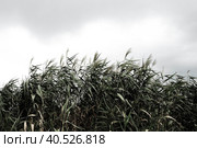 Common reed, or southern reed, Phragmites australis, a tall perennial grass of the genus Reed. Flora of the estuary. Moisture-loving plant. Soils with close standing groundwater. Stormy weather. Стоковое фото, фотограф Юлия Петровская / Фотобанк Лори