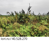Common reed, or southern reed, Phragmites australis, a tall perennial grass of the genus Reed. Flora of the estuary. Moisture-loving plant. Soils with close standing groundwater. Stormy weather. Стоковое фото, фотограф Юлия Петровская / Фотобанк Лори