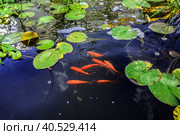 Red carps in a pond among water lilies and other aquatic plants. Стоковое фото, фотограф Iva Noel / Фотобанк Лори