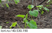 The gardener uses a hoe to work the cucumber patch. Rows of young plants, and between them the earth is loosened with a hand tool. Стоковое видео, видеограф Александр Кротков / Фотобанк Лори