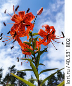 Вид снизу на цветущую тигровую ланцетолистную лилию (лат. Lilium lancifolium Thunb (Lilium tigrinum Ker-Gawl.) в каплях дождя на фоне голубого неба с облаками. (2021 год). Стоковое фото, фотограф Елена Яворская / Фотобанк Лори