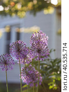 Gardening. Crop production. Close-up of purple flowers of decorative onions. Large flowers and bees on a green background. A copy of the place for the text. Стоковое фото, фотограф Photojuli / Фотобанк Лори