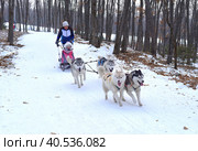 Shtykovo, Primorye, Russia - January 7, 2021: Husky sled dogs ride children on sleds in the forest. Редакционное фото, фотограф Татьяна Терехина / Фотобанк Лори