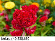Red Celosia cristata flower growing in Da Lat Vietnam. Стоковое фото, фотограф Татьяна Терехина / Фотобанк Лори