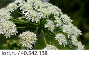 Close-up video of Pleurospermum uralense, the flowering plant from family Apiaceae in natural environment. Стоковое видео, видеограф Сергей Пристяжнюк (Serg Zastavkin) / Фотобанк Лори